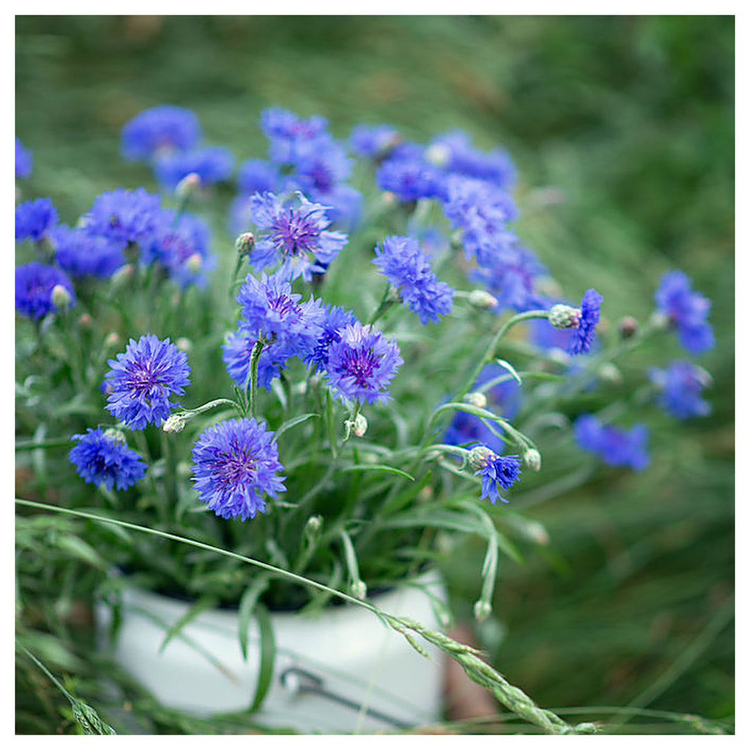 Organic Heirloom Purple Centaurea Cyanus Flower Seeds for Planting – Non-GMO Cornflower Blooms, High Germination | Neera Seeds product photo [neera-v4-b8a2b57f8a3ab3812d2d]