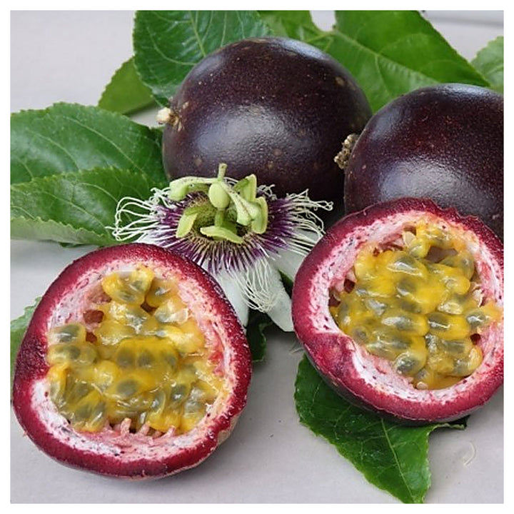 Black Passion Fruit Seeds for Planting – Heirloom Non-GMO High Germination Organic Garden Seeds | Neera Seeds product photo [neera-v4-b8a3e2b33acdad1fdbb6]