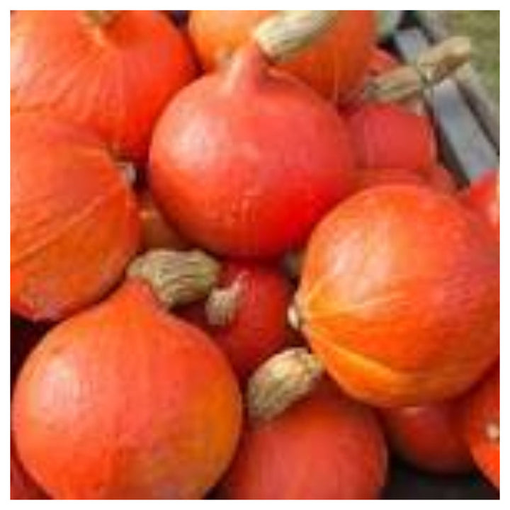 Hokkaido Red Kuri Pumpkin Seeds for Planting – Heirloom, Organic, Non-GMO, High Germination Garden Seeds | Neera Seeds product photo [neera-v4-b8aadf8e115c1499bd30]