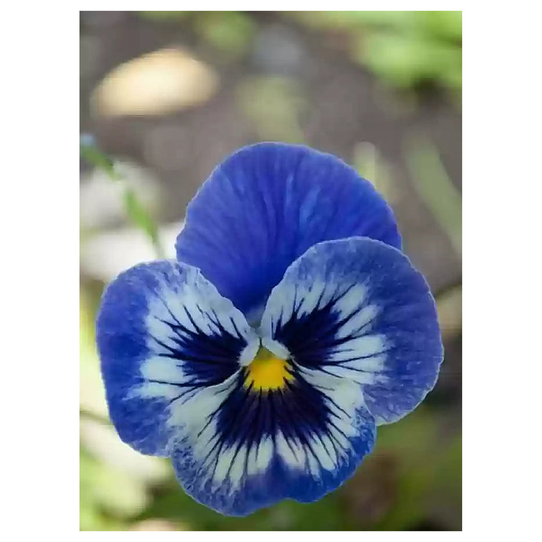 White Dark Blue Pansy Flower Seeds for Planting – Heirloom Non-GMO | High Germination Organic Garden Seeds | Neera Seeds product photo [neera-v4-b8c04c8987ddb3cdf459]