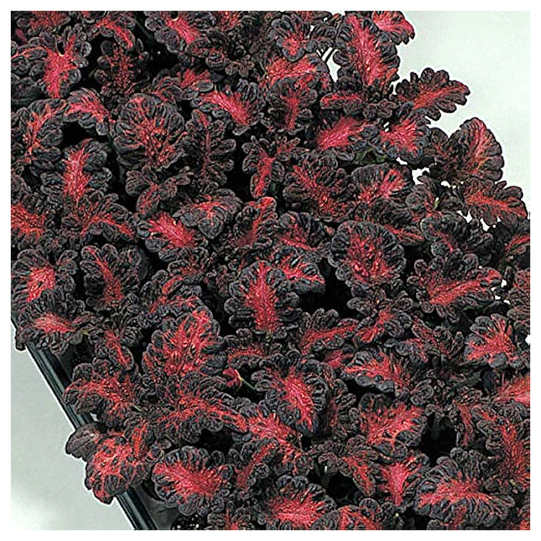 Black Dragon Coleus Flower Seeds for Planting - Heirloom Non-GMO High Germination Organic Garden Seeds | Neera Seeds product photo [neera-v4-b8c3420c3a2c7d451eeb]