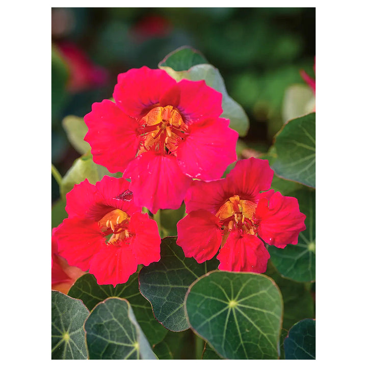 Pink Tropaeolum Majus Flower Seeds for Planting – Heirloom, Non-GMO, High Germination Nasturtium Garden Seeds | Neera Seeds product photo [neera-v4-b8cbf87cdcc01458b643]