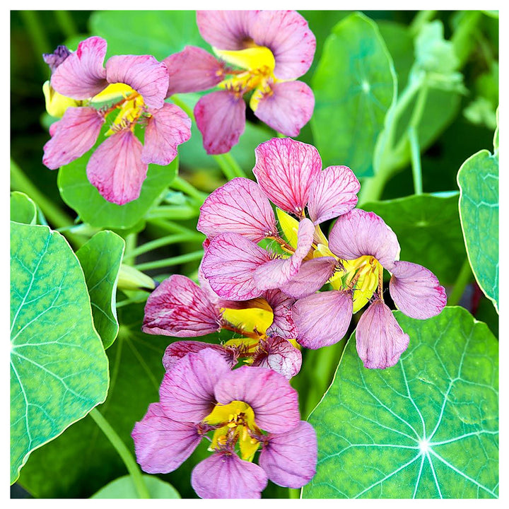 Light Purple Nasturtium Flower Seeds for Planting – Heirloom, Non-GMO, High Germination Organic Garden Seeds | Neera Seeds product photo [neera-v4-b8dd403007aff31eab9f]