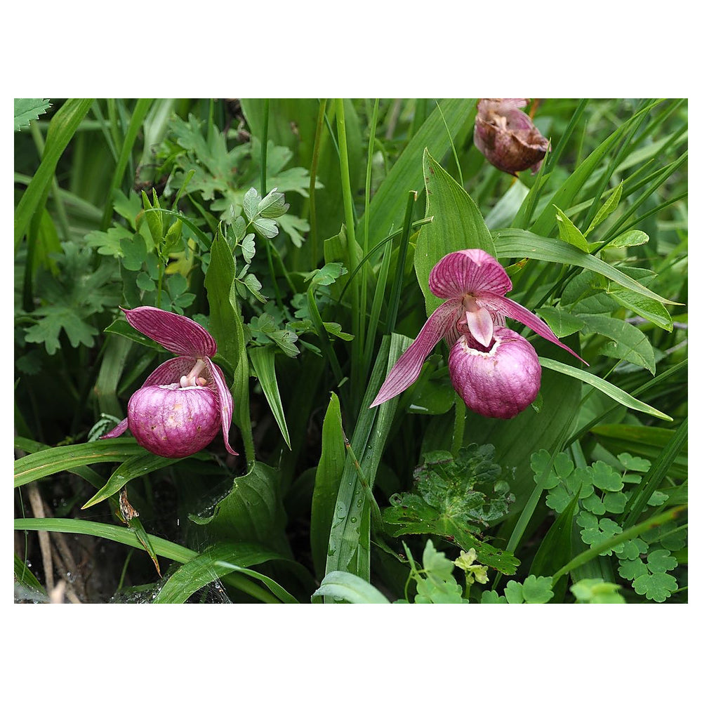 Cypripedium Macranthos Purple Seeds – Organic, Heirloom, Non-GMO Flower Seeds for Planting | Neera Seeds product photo [neera-v4-b8e47211baef0c4be162]