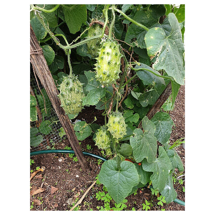 African Horned Cucumber Vegetable Seeds for Planting – Heirloom, Non-GMO Organic Garden Seeds | Neera Seeds product photo [neera-v4-b8e69a17cd70387ccf0b]