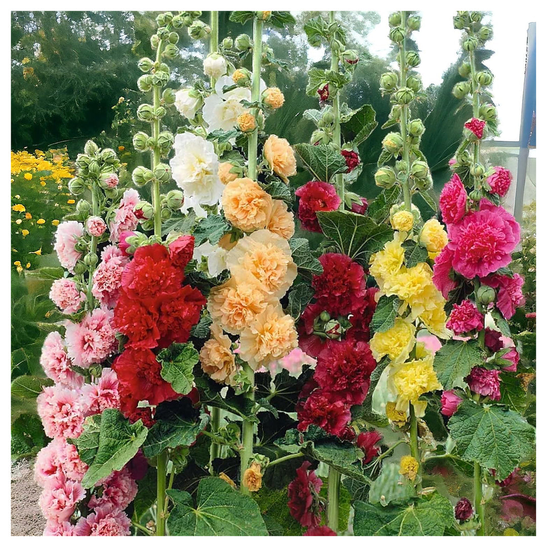 dhook Riesen Malve Mix Planting Garden Flower Bed Flower Seeds Home Garden Planting, | Neera Seeds product photo [neera-v4-b8e9215b78027ef60c98]