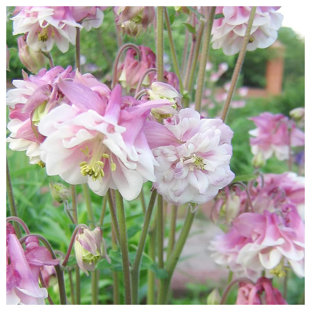 Heirloom Non-GMO Aquilegia Columbine Flower Seeds for Planting – Colorful Perennial Garden Blooms | Neera Seeds product photo [neera-v4-b8f551bec69d81a52fcf]