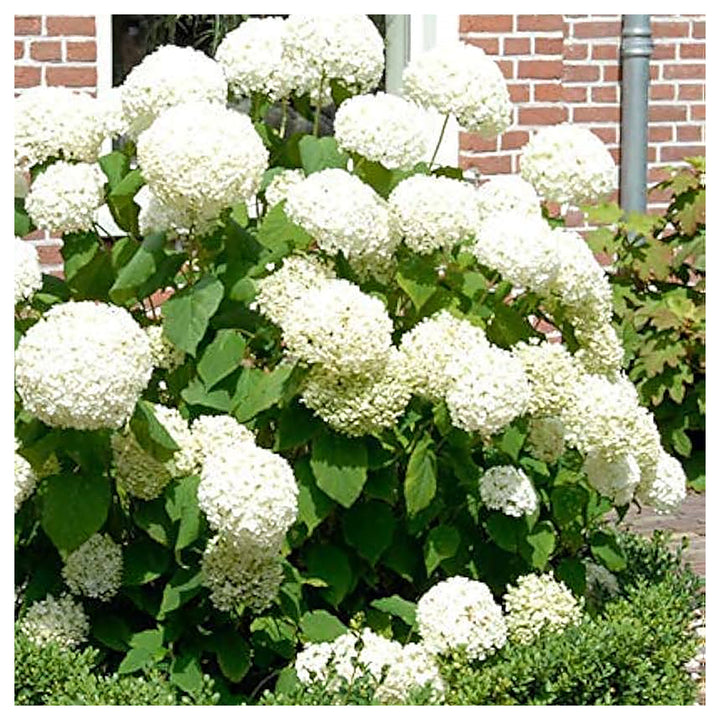 Heirloom Hydrangea Annabelle Seeds - Non-GMO, High Germination Organic Flowering Shrub Garden Seeds for Planting | Neera Seeds product photo [neera-v4-b9112efcab43664dbda3]