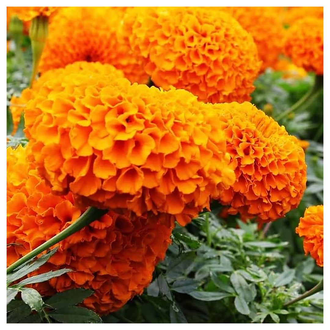 Orange Garland American Marigold Large Easy Growing Flowers Flower Seeds Home Garden | Neera Seeds product photo [neera-v4-b915f0ebc0924dcae7f4]