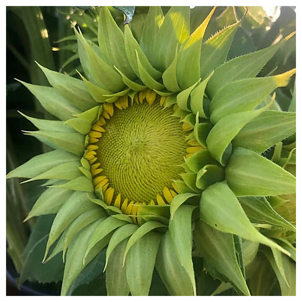 Green Sunflower Seeds for Planting – Heirloom, Non-GMO, High Germination Organic Garden Seeds | Neera Seeds product photo [neera-v4-b92c326dbd656ac20622]