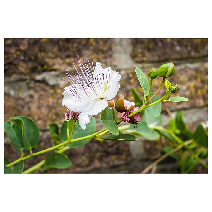 White Caper Flower Seeds – Heirloom Non-GMO Seeds for Planting | High Germination Organic Garden Seeds | Neera Seeds product photo [neera-v4-b93b1a787eca27a706f1]
