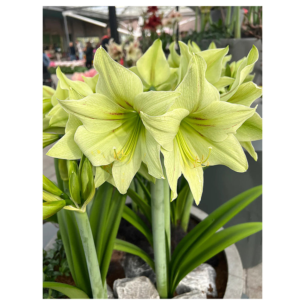 Light Green Amaryllis Flower Seeds for Planting – Heirloom, Non-GMO, High Germination Elegant Garden Blooms | Neera Seeds product photo [neera-v4-b93bc7fef85d0720829c]