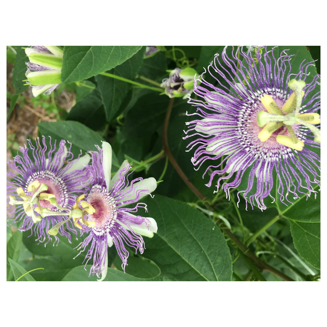 Heirloom Lavender Passion Flower Seeds for Planting – Non-GMO High Germination Organic Garden Seeds | Neera Seeds product photo [neera-v4-b94a78e83228f2d19e15]