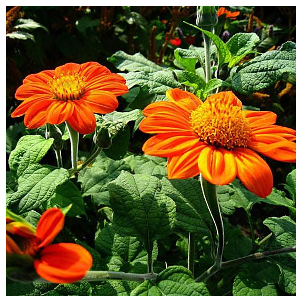 Heirloom Non-GMO Orange Tithonia Speciosa Flower Seeds for Planting – High Germination Organic Garden Seeds | Neera Seeds product photo [neera-v4-b950df6c84bf2b850483]