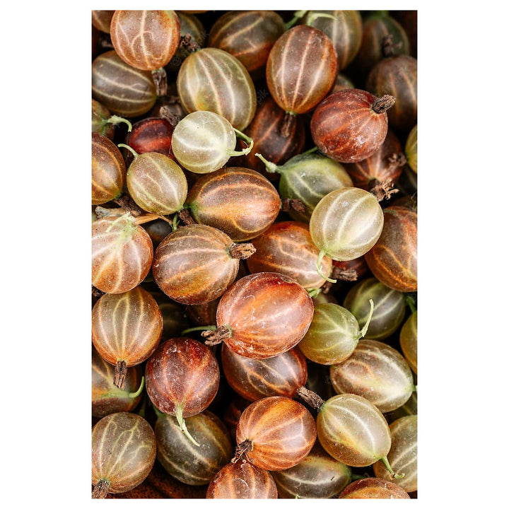 Brown Gooseberry Fruit Seeds for Planting – Heirloom, Non-GMO Seeds Rich in Vitamin C | Neera Seeds product photo [neera-v4-b953a2cd841533711fcf]