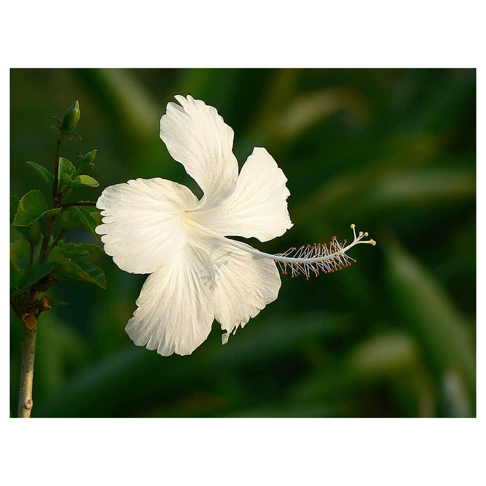 White Hibiscus Heirloom Non-GMO Seeds for Planting | Neera Seeds product photo [neera-v4-b95edd2009385b1e40a3]