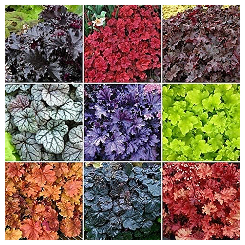 Mixed Heuchera Micrantha Seeds for Planting – Heirloom, Non-GMO, High Germination Perennial Organic Garden Seeds | Neera Seeds product photo [neera-v4-b9624928a288b8602210]