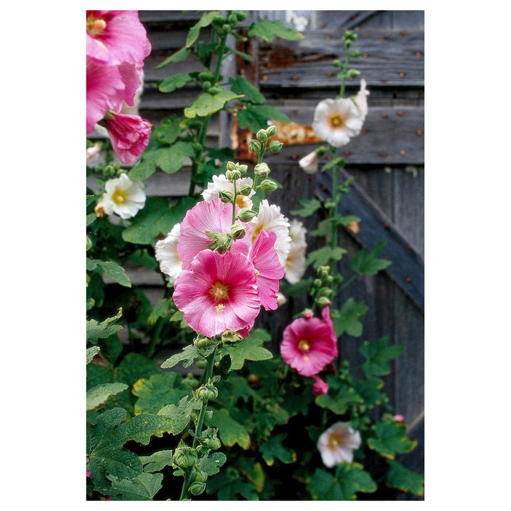 Hollyhock Pink Flower Seeds for Planting – Organic, Heirloom, Non-GMO Garden Seeds | Neera Seeds product photo [neera-v4-b9657b01d9b16dd2fc15]