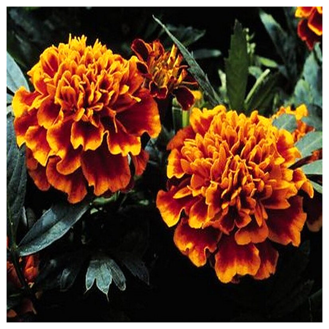 Heirloom Non-GMO Russian Marigold Flower Seeds for Planting – Bright Hardy Blooms for Garden Borders | High Germina | Neera Seeds product photo [neera-v4-b9664d8efd0b6d15b222]