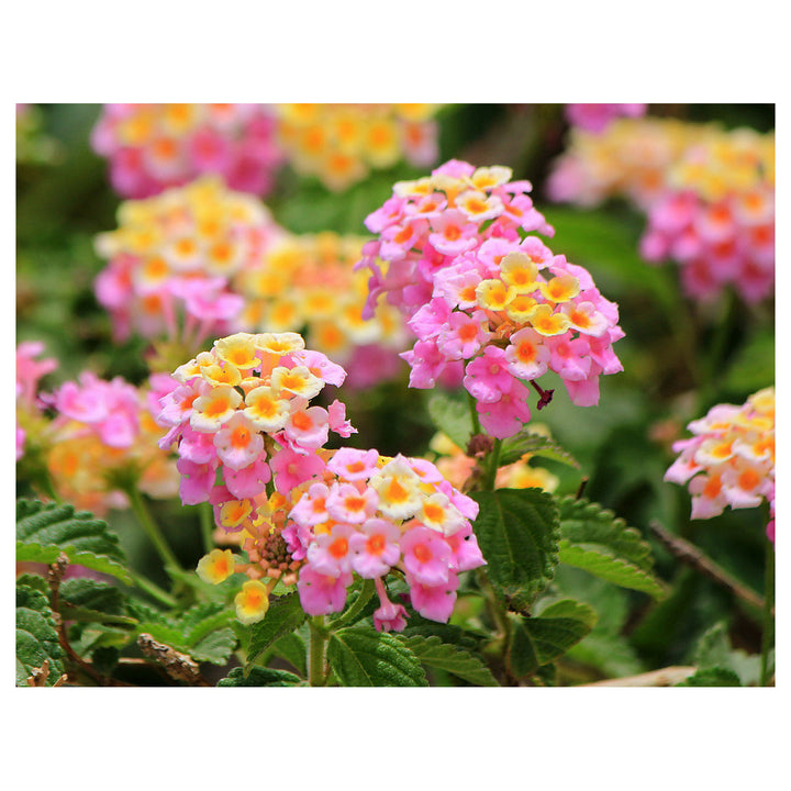 Heirloom Non-GMO Pink Lantana Flower Seeds for Butterfly Gardens and Colorful Outdoor Planting | Neera Seeds product photo [neera-v4-b968f9f5aad6190fa536]
