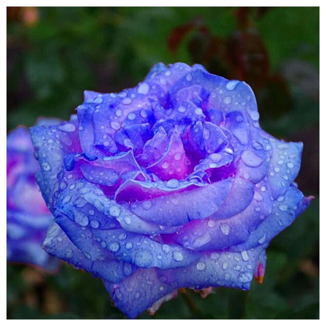 Rainy Blue Rose Plant Seeds for Planting – Non-GMO, Heirloom Garden Seeds for Growing | Neera Seeds product photo [neera-v4-b9877ca8c752d18863dd]