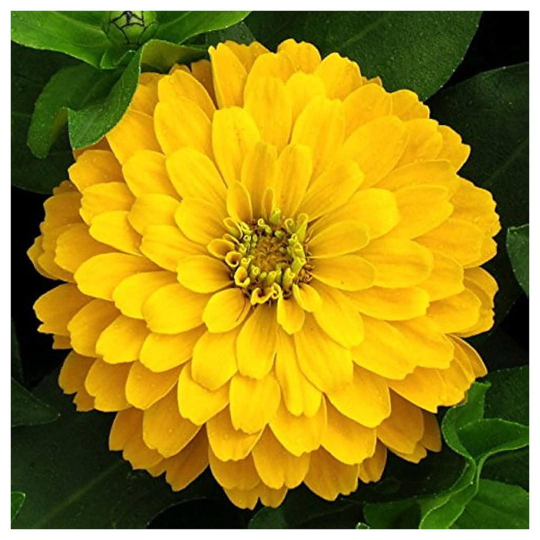 Heirloom Canary Zinnia Flower Seeds – High Germination Seeds for Planting Vibrant, Easy-to-Grow Garden Flowers | Neera Seeds product photo [neera-v4-b99a238c1add42c99a86]