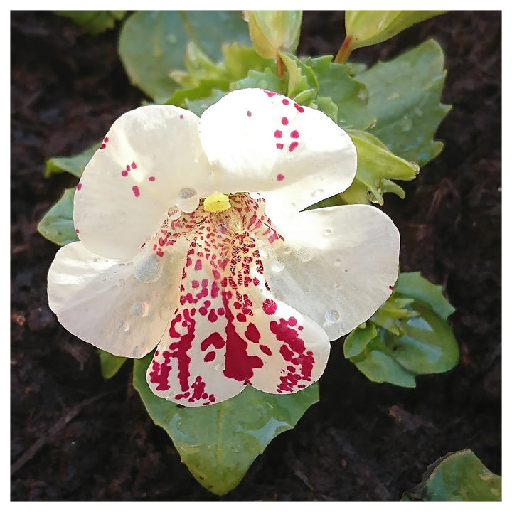 White Mimulus Hybridus Flower Seeds for Planting – Heirloom, Non-GMO, High Germination Organic Garden Seeds for Uni | Neera Seeds product photo [neera-v4-b99b1dd88ce19a2cfd20]