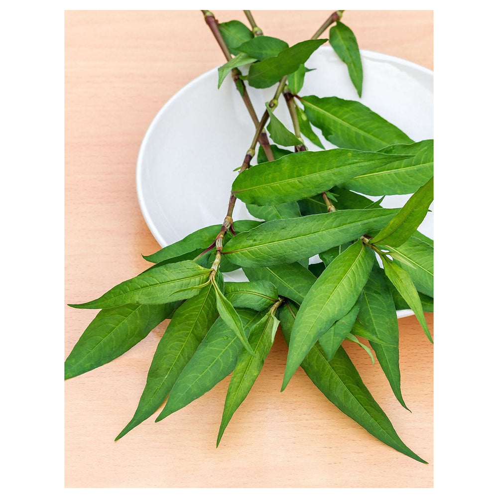 Green Vietnamese Coriander Plant Seeds for Planting | Heirloom, Non-GMO, High Germination Organic Garden Seeds | Neera Seeds product photo [neera-v4-b9be44e75bfde688b640]