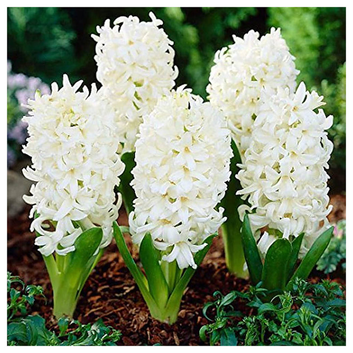 Hyacinthus Orientalis White Flower Seeds for Planting – Heirloom, Non-GMO, Organic Garden Seeds | Neera Seeds product photo [neera-v4-b9c2964f2b93fb9c1b82]