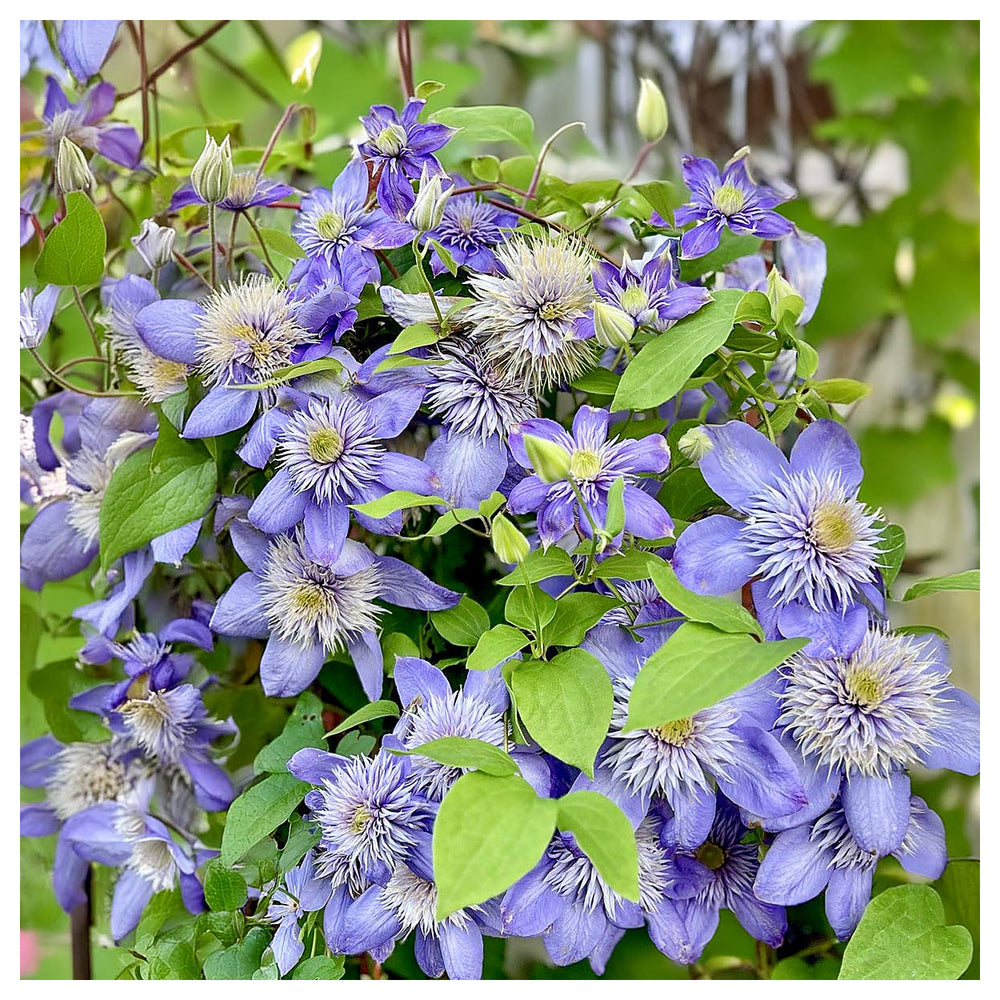 Heirloom Non-GMO Light Blue Clematis Flower Seeds for Planting – Vibrant Climbing Vine Seeds | Neera Seeds product photo [neera-v4-b9d6aeaf0ed0039dda69]