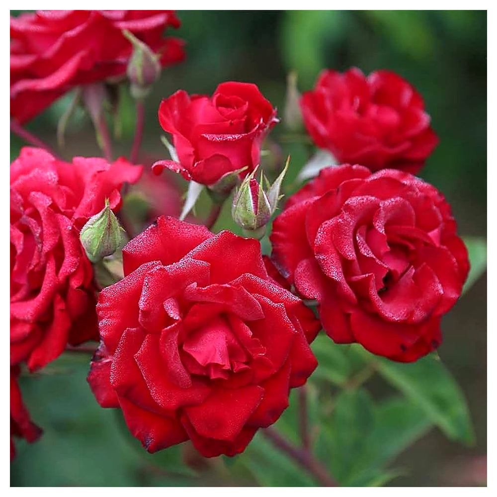 Red Climbing Rose Flower Seeds for Planting – Heirloom, Non-GMO, High Germination Organic Garden Seeds | Neera Seeds product photo [neera-v4-b9eabf7ceb776ff214e6]