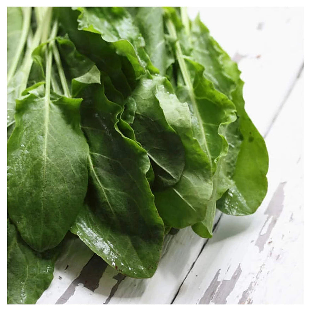 Large Leaf Sorrel (Rumex acetosa) Herb Seeds – Heirloom, Non-GMO, High Germination Organic Garden Seeds for Plantin | Neera Seeds product photo [neera-v4-b9fa43637257edbf0caf]