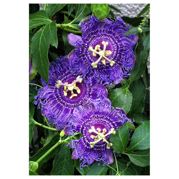 Heirloom Non-GMO Passion Flower Passiflora Seeds for Planting – Exotic Climbing Vine Blooms | High Germination | Neera Seeds product photo [neera-v4-ba081b9e3025930615bd]