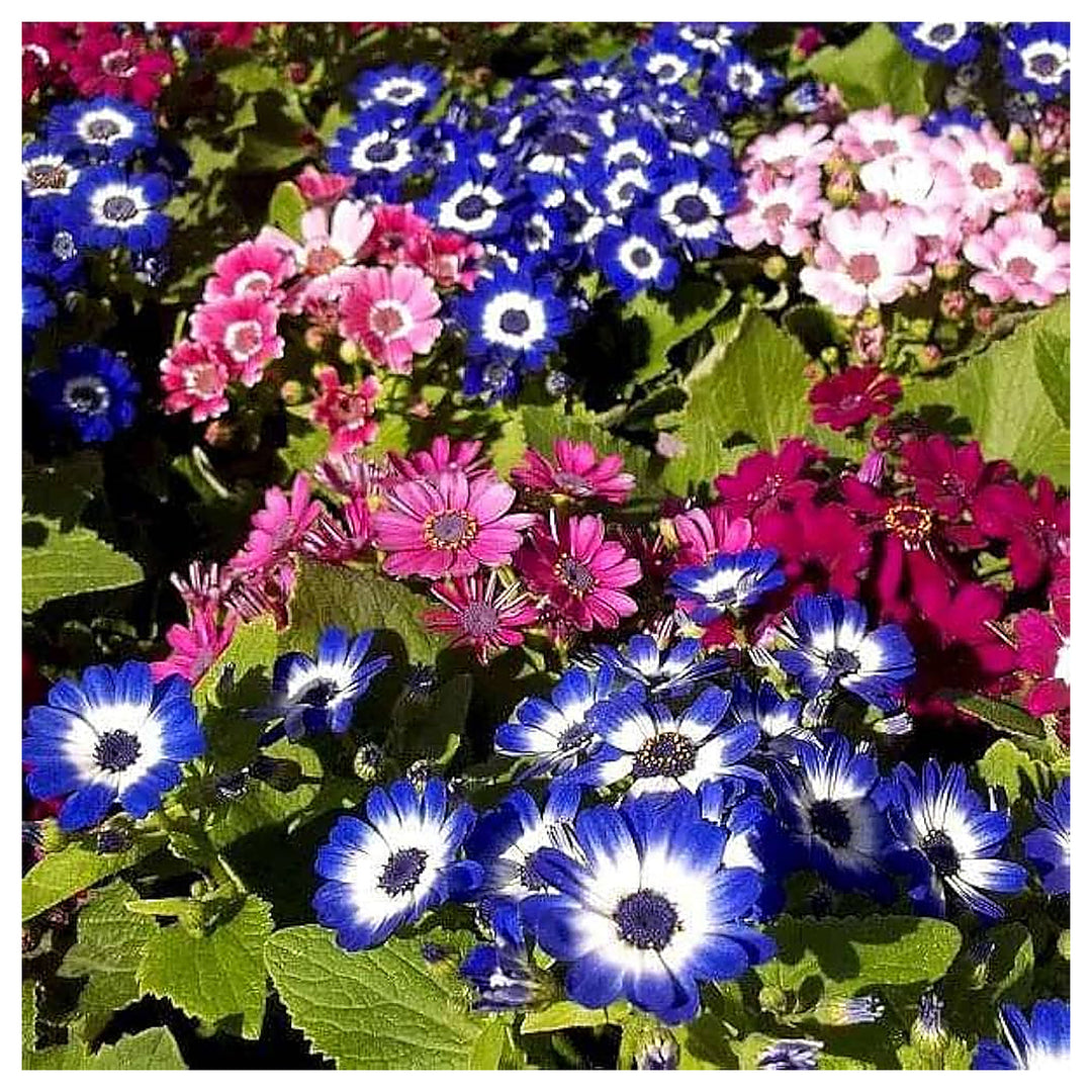 Heirloom Cineraria Flower Seeds – Non-GMO, High Germination Organic Garden Seeds for Planting Landscape-Ready Bloom | Neera Seeds product photo [neera-v4-ba159add639576119393]