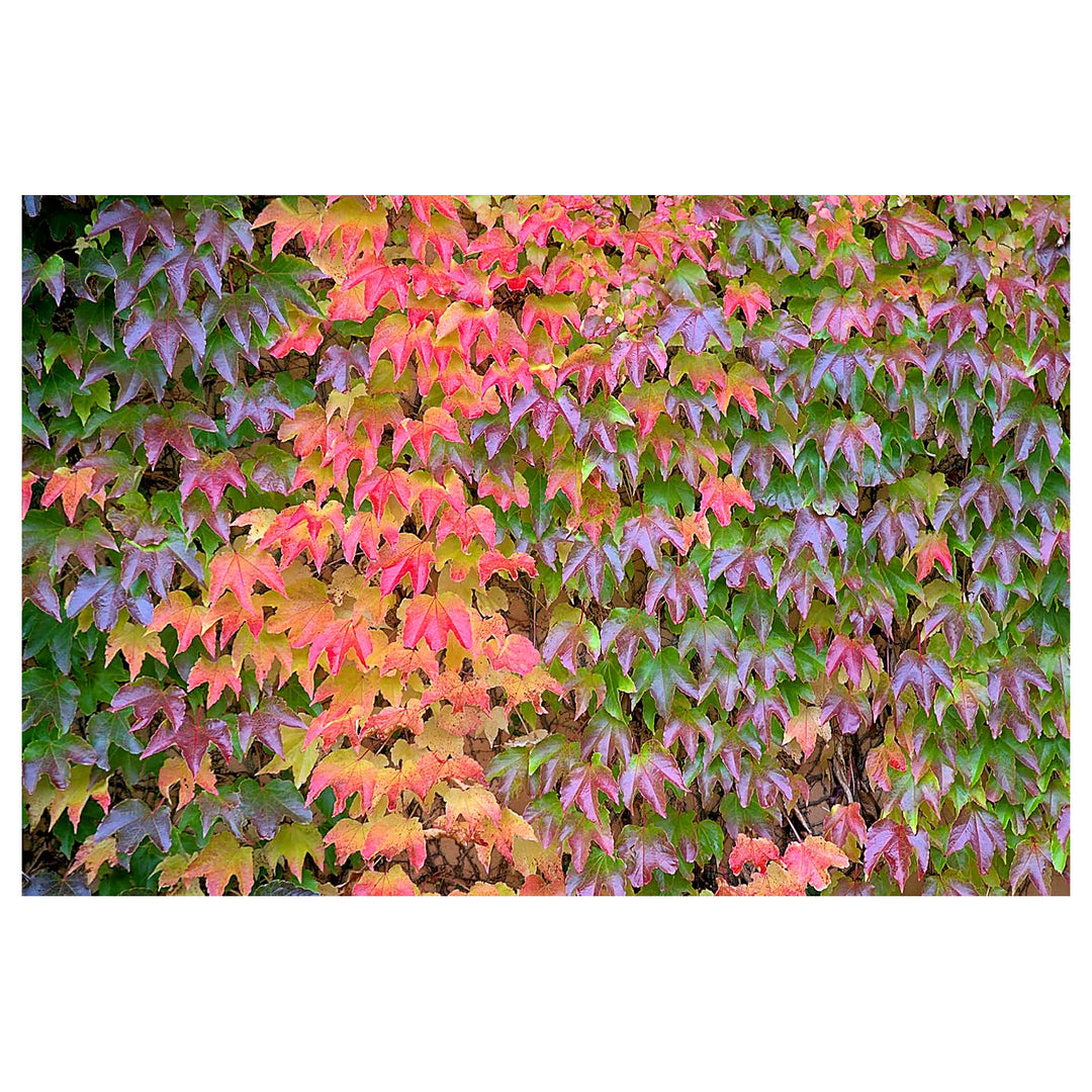 Multi-Colored Boston Ivy Plant Seeds for Planting | Heirloom Non-GMO High Germination Organic Garden Seeds | Neera Seeds product photo [neera-v4-ba1db89e68dbe9a2a1e5]