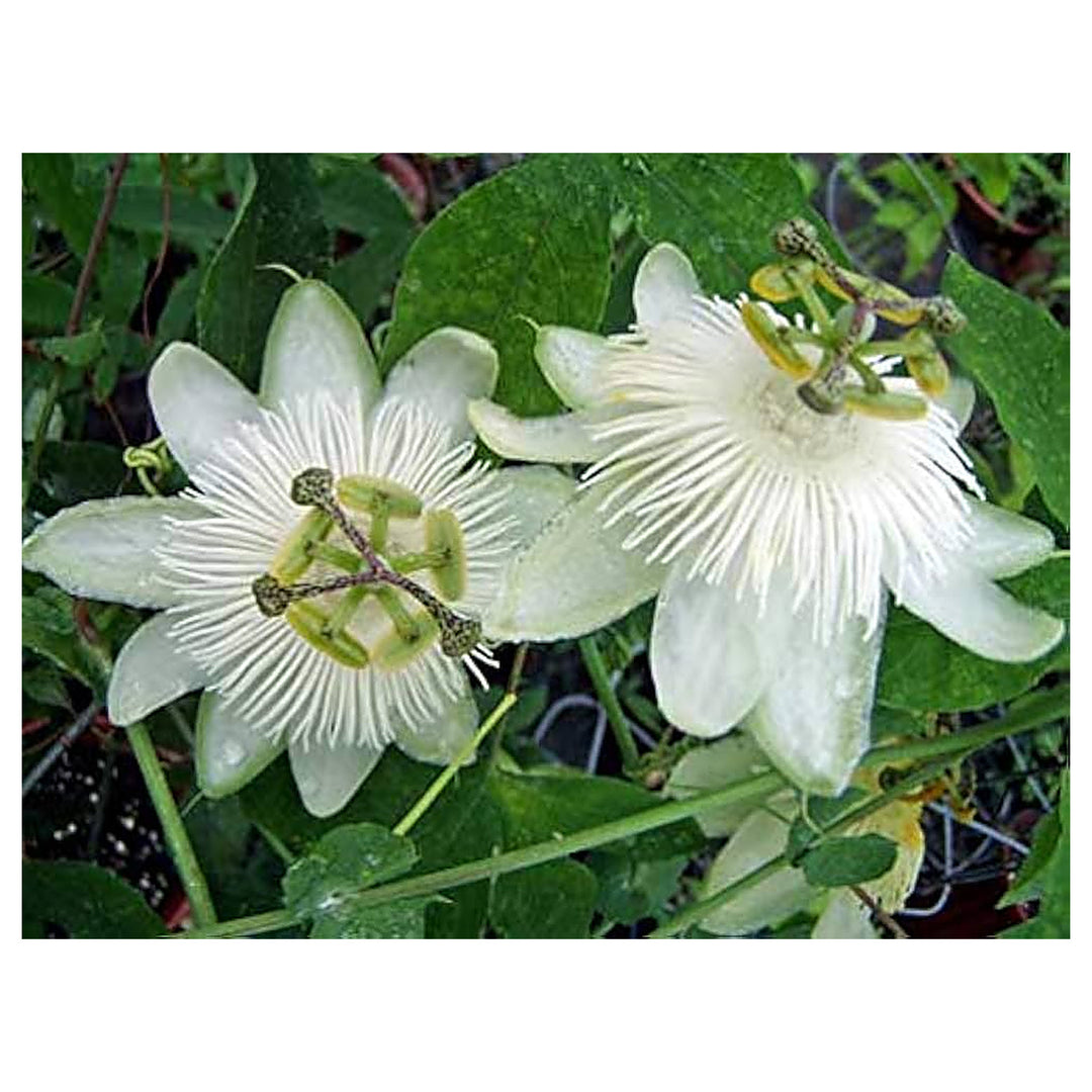 White Heirloom Non Gmo Bridal Passionflower Exotic Beautiful Flowering Vine Flower Seeds | Neera Seeds product photo [neera-v4-ba1f033f794594f66481]