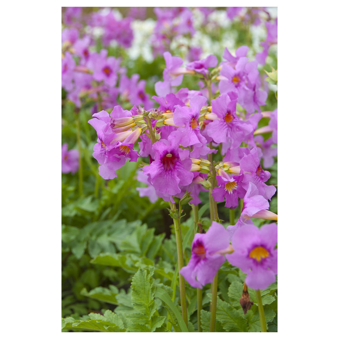 Incarvillea Delavayi Plant Seeds for Planting – Hardy Trumpet Flower Perennial | Neera Seeds product photo [neera-v4-ba2799eed5e8ff03d6f5]