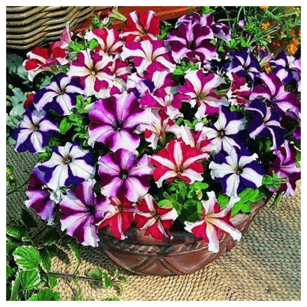 Oblique Petunia Flower Seeds for Planting – Mixed Color, Heirloom Non-GMO High Germination Organic Garden Seeds | Neera Seeds product photo [neera-v4-ba3699f7dfd2495fae4c]