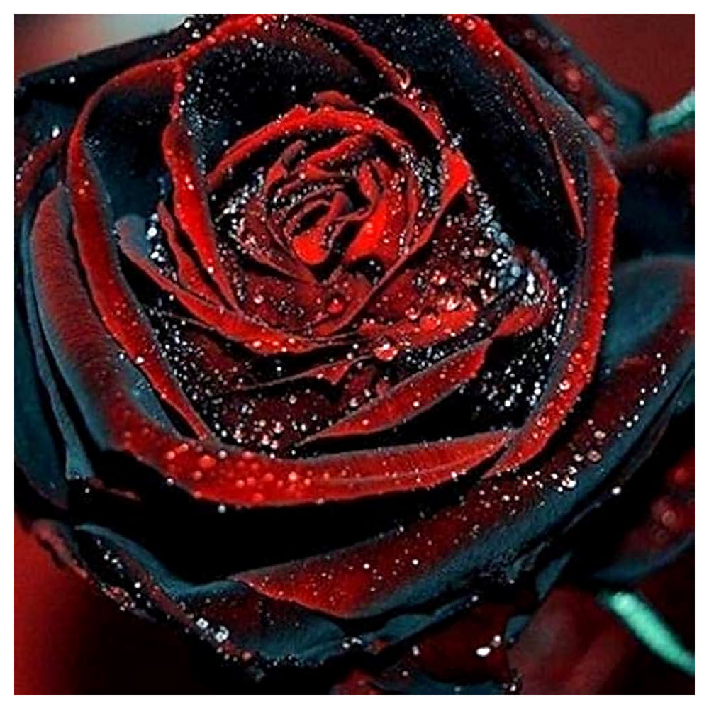 Deep Red Rose Plant Seeds for Planting | Heirloom Non-GMO High Germination Organic Garden Seeds | Neera Seeds product photo [neera-v4-ba4c6ba889ed0e8d8d60]