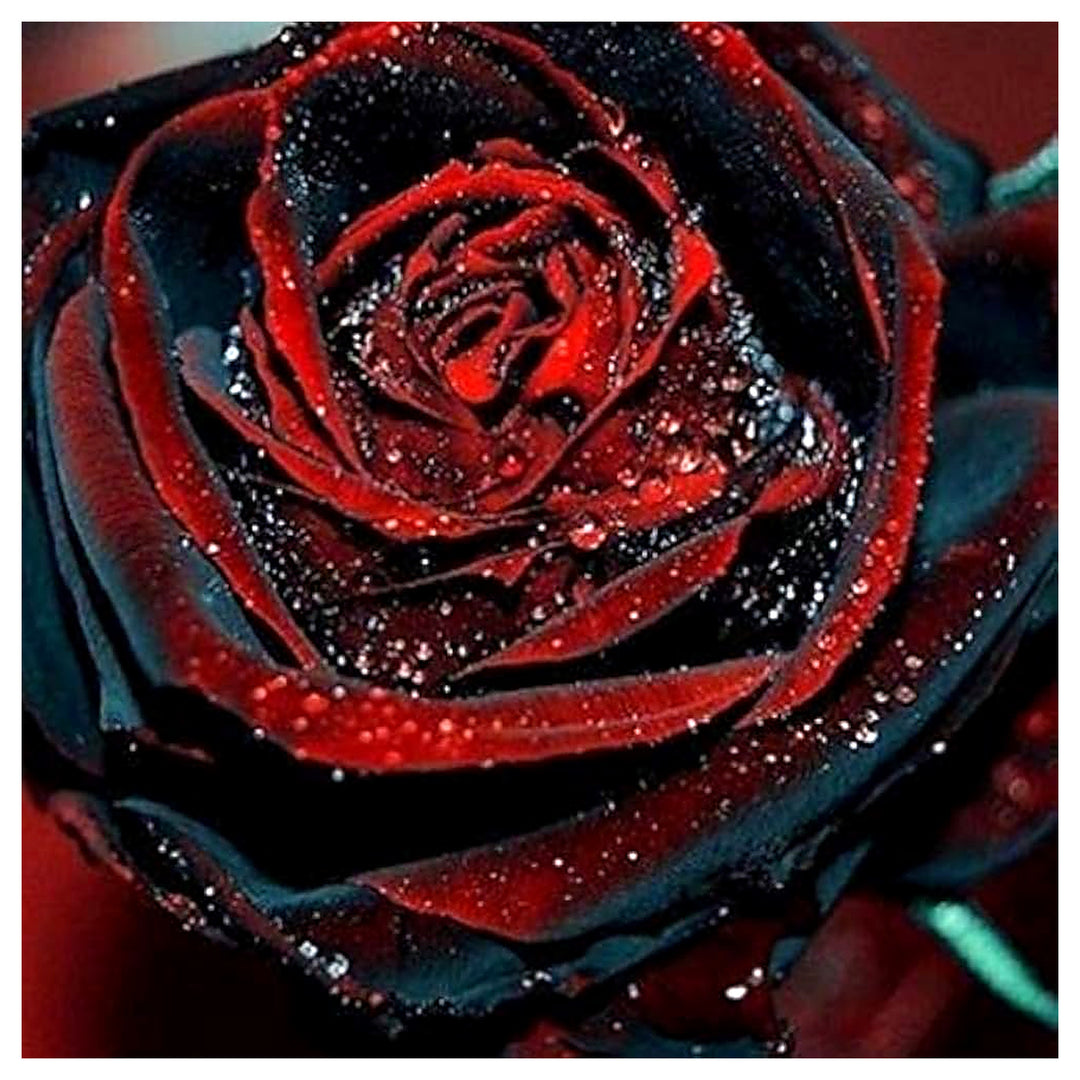 Deep Red Rose Plant Seeds for Planting | Heirloom Non-GMO High Germination Organic Garden Seeds | Neera Seeds product photo [neera-v4-ba4c6ba889ed0e8d8d60]