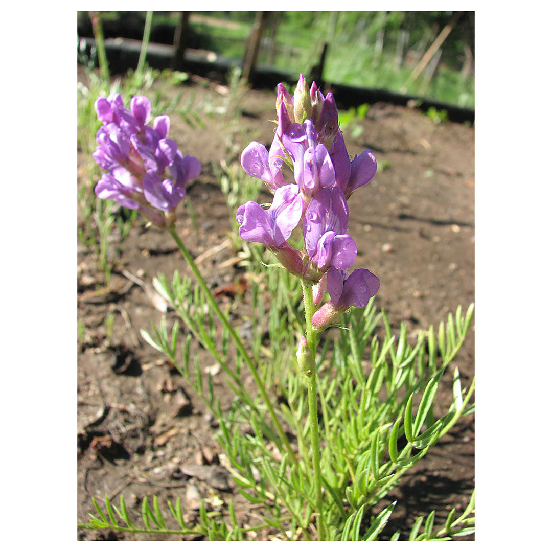 Heirloom Non-GMO Oxytropsis Lambertii Flower Seeds – Rare Wildflower Seeds for Planting, High Germination Organic S | Neera Seeds product photo [neera-v4-ba4f5117a06a19456c25]