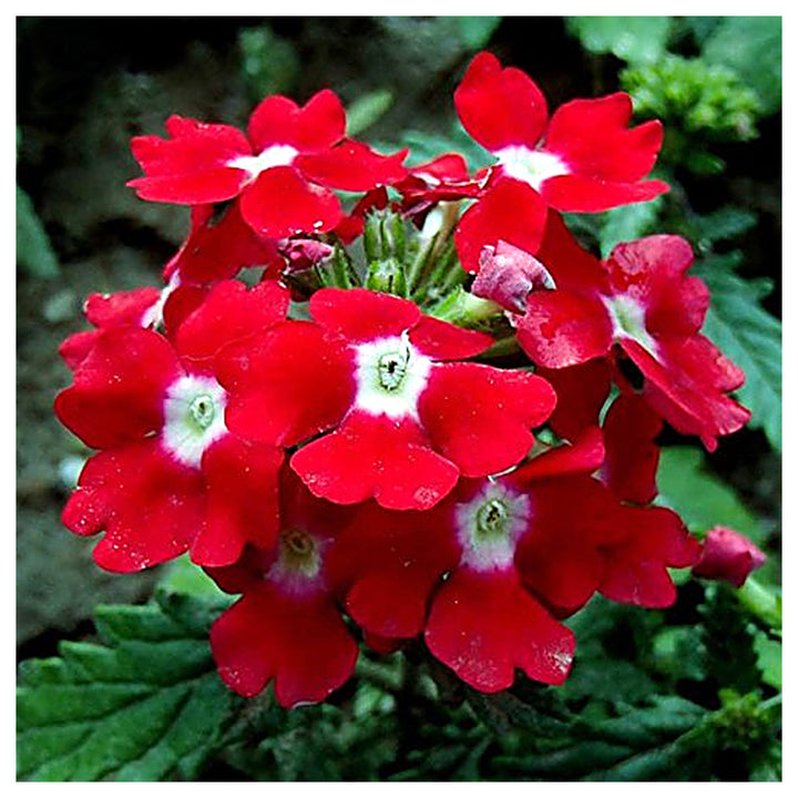 Verbena Flower Seeds Red for Planting – Heirloom, Non-GMO, Organic | Neera Seeds product photo [neera-v4-ba75a2c6c2fe164a9783]