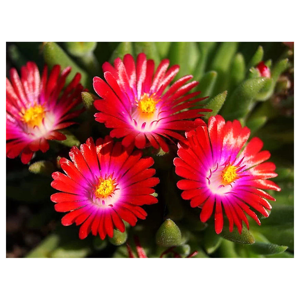 Heirloom Non-GMO Delosperma Carmine Red Flower Seeds for Planting – Hardy Succulent Garden Blooms | High Germinatio | Neera Seeds product photo [neera-v4-ba815436b479609097c4]