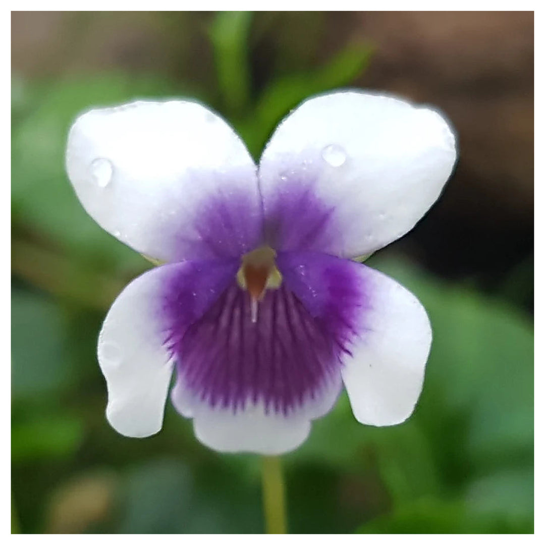 Heirloom Non-GMO Viola Purple White Flower Seeds for Planting – Decorative Blooming Flower Seeds | Neera Seeds product photo [neera-v4-ba8e574b100b369857ff]