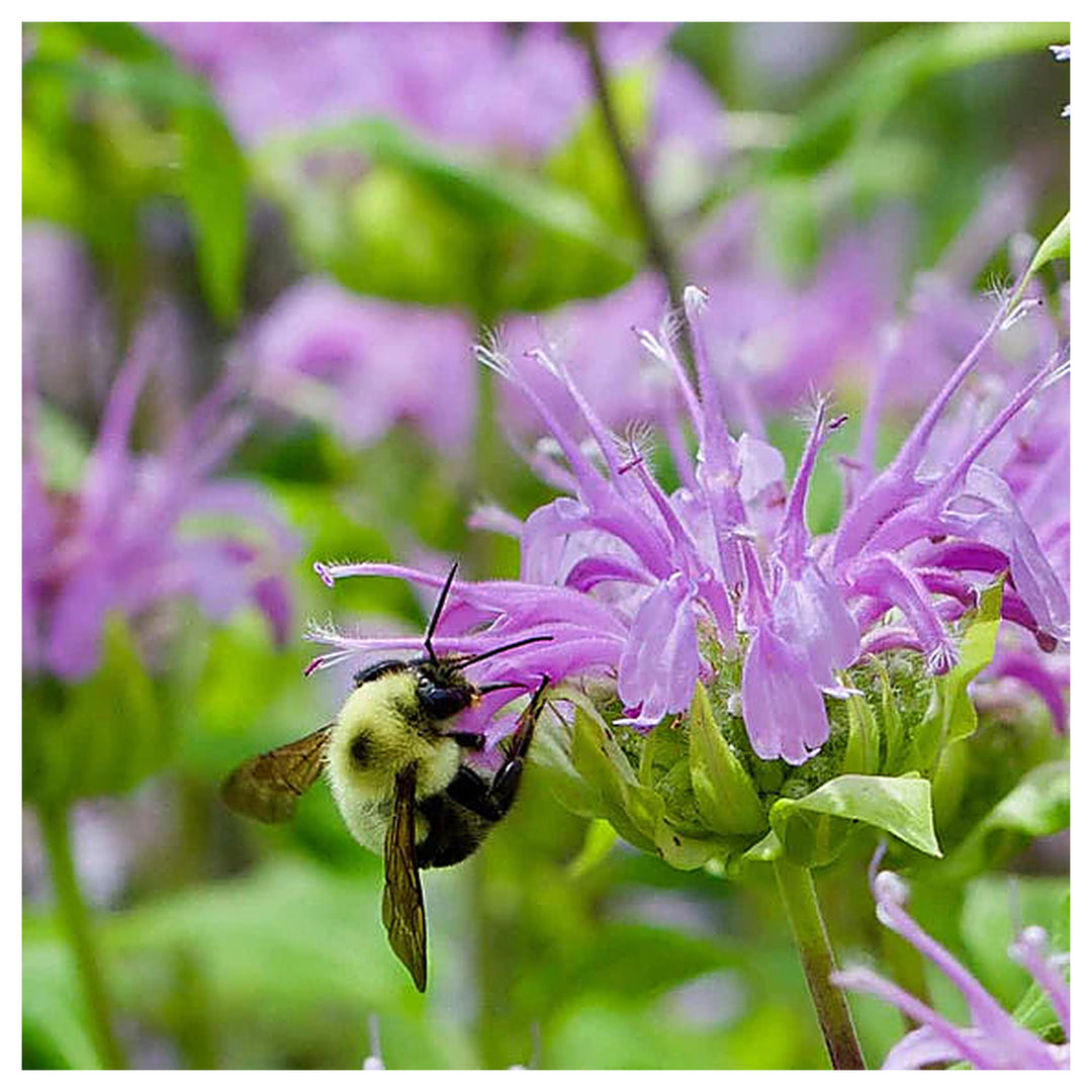 Monarda Purple Flower Seeds – Organic, Heirloom, Non-GMO Seeds for Planting Vibrant Garden Blooms | Neera Seeds product photo [neera-v4-baafb20b14956a78461f]