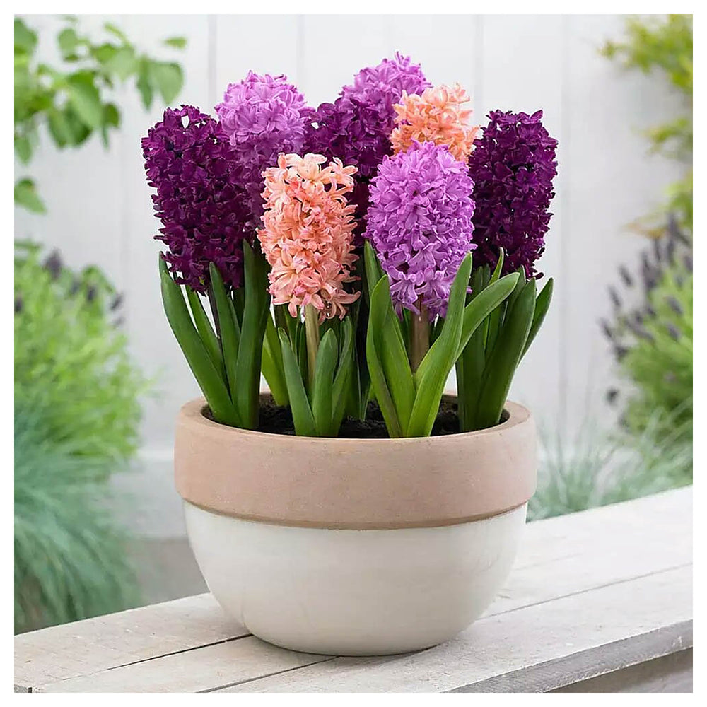 Hyacinthus Orientalis Seeds for Planting – Heirloom, Non-GMO, High Germination Organic Garden Flower Seeds | Neera Seeds product photo [neera-v4-bab98bb57d386aeb87f0]
