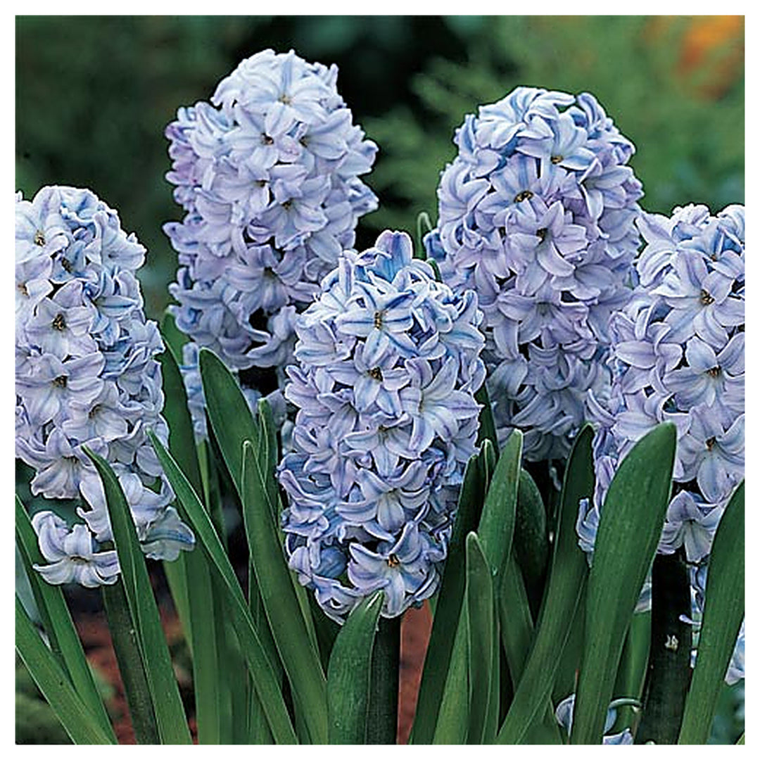 Hyacinthus Orientalis Flower Seeds for Planting – Heirloom, Non-GMO, High Germination Organic Garden Seeds | Neera Seeds product photo [neera-v4-babe932453f12c9531f8]