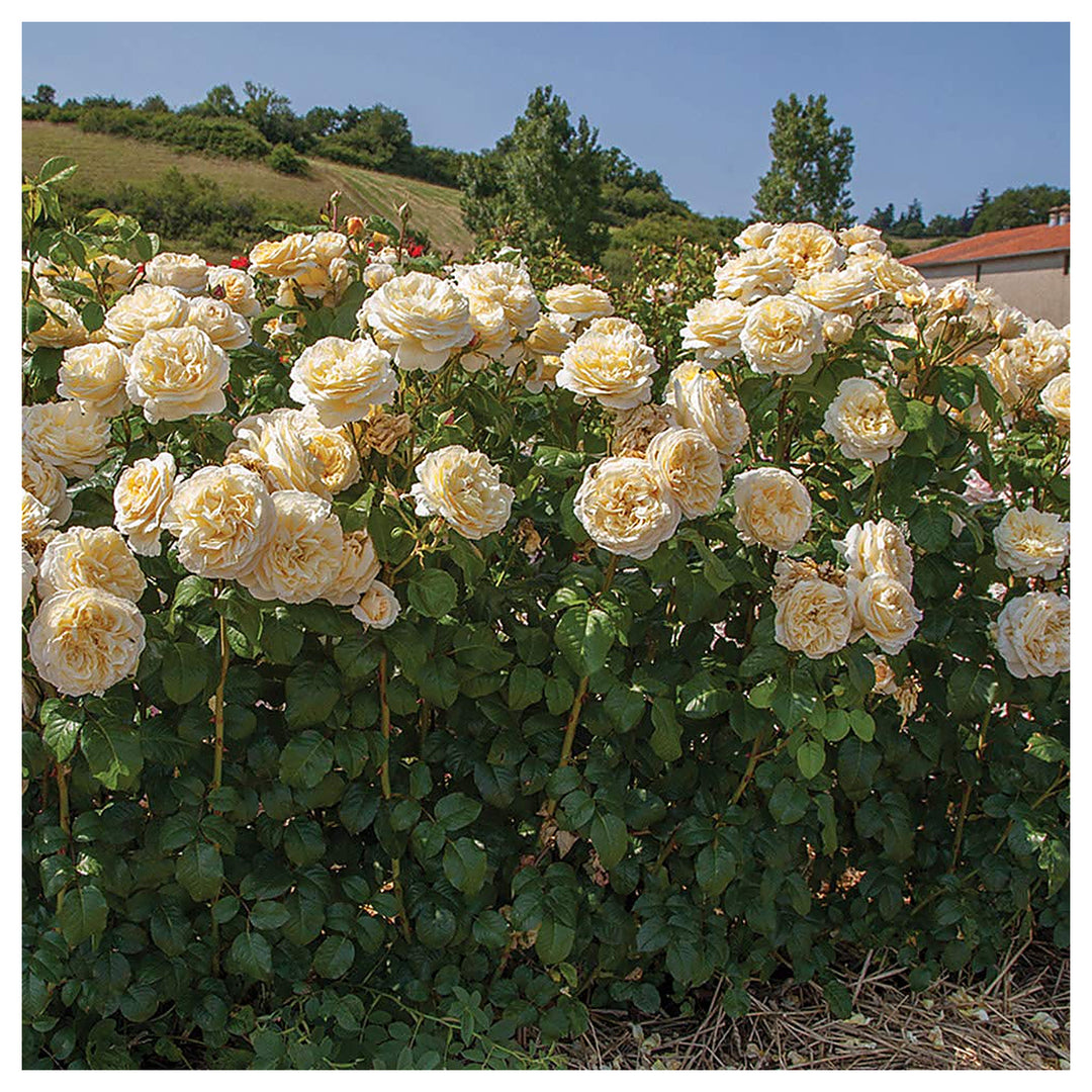 Moonlight Rose Plant Seeds for Planting – Heirloom Non-GMO High Germination Garden Seeds | Neera Seeds product photo [neera-v4-babf568eb51b25742b76]