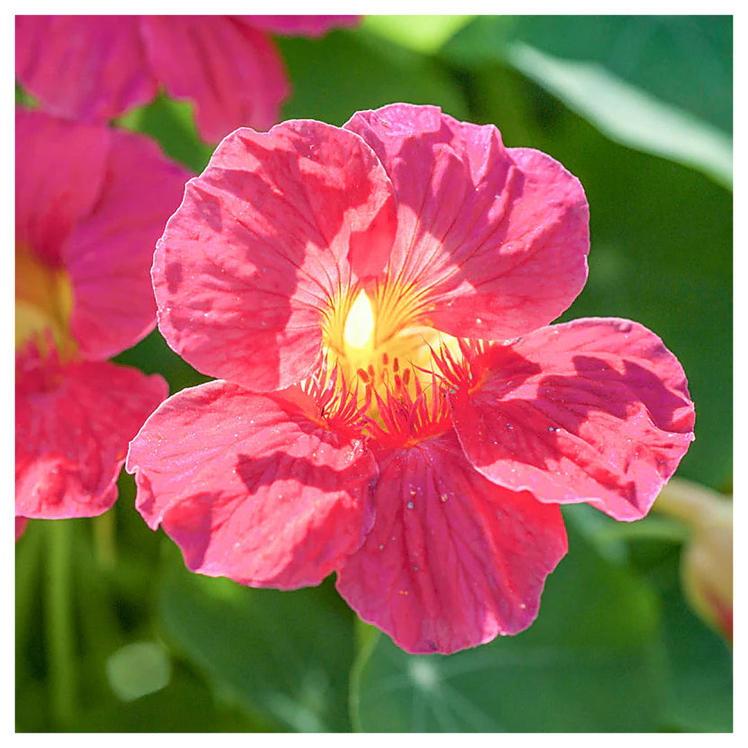 Dark Pink Nasturtium Flower Seeds for Planting – Heirloom, Non-GMO, High Germination Garden Seeds | Neera Seeds product photo [neera-v4-bac73e761c87033af541]