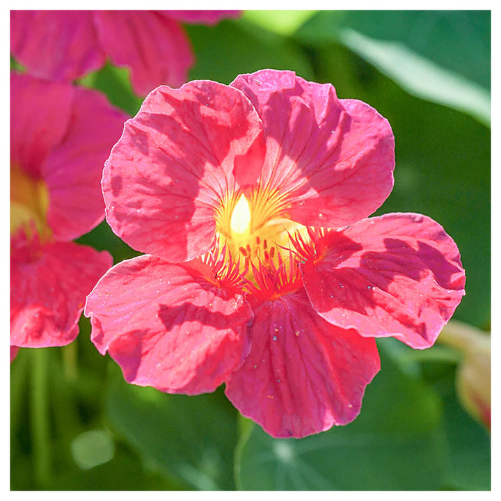 Dark Pink Nasturtium Flower Seeds for Planting – Heirloom, Non-GMO, High Germination Garden Seeds | Neera Seeds product photo [neera-v4-bac73e761c87033af541]